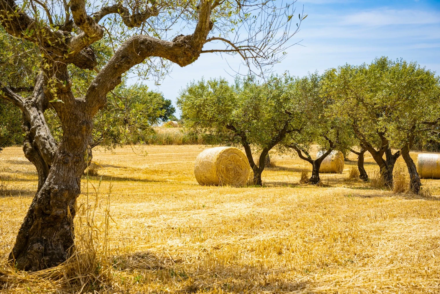 Oliveto con balle di fieno in estate