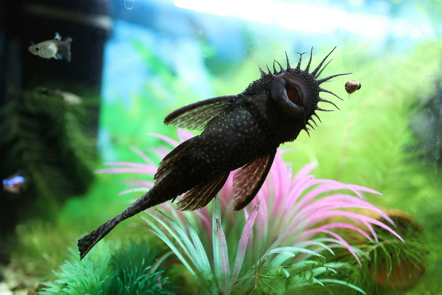 pesce spazzino network marketing acquario